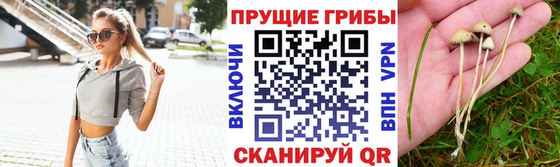 Псилоцибиновые грибы Cubensis  Ковдор 